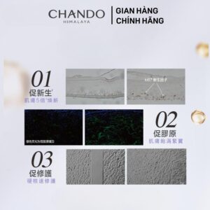 Chando kem nền làm săn chắc da chống lão hóa chiết xuất từ quả mộc